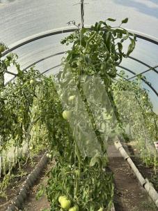 Продажа дачи Омск.&nbsp;СОСН Золотой Ранет, 4-я аллея, 183