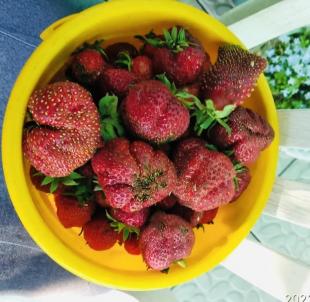 Продажа дачи Омск.&nbsp;сосн шинник-3